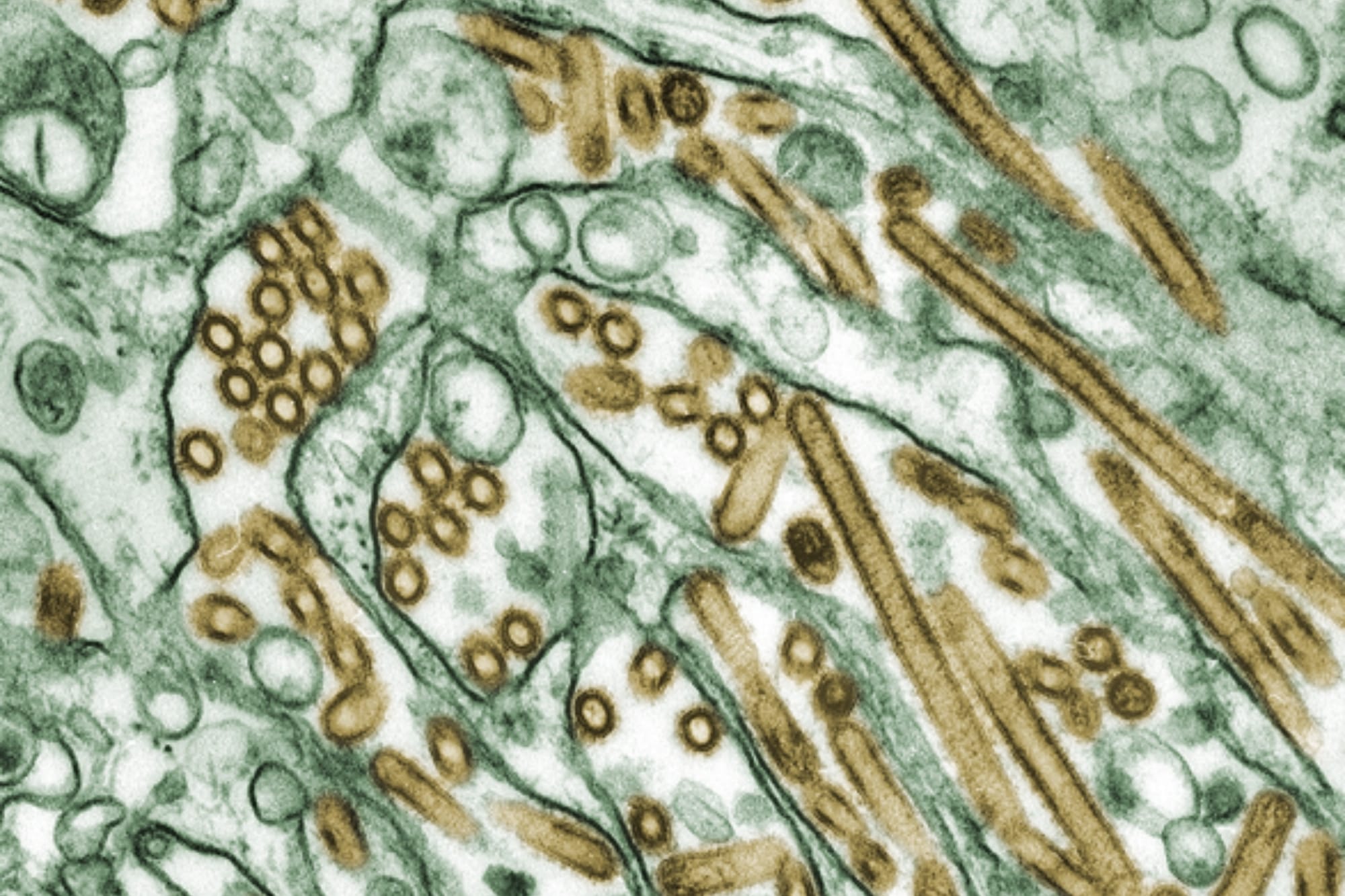 ECDC launches guide for a common response in the face of rise in avian flu