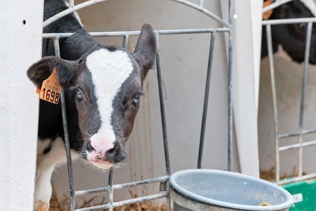 Rising EU sales of animal antimicrobials raise concern