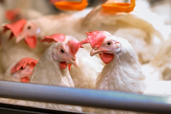 High levels of avian influenza increase the risk to humans